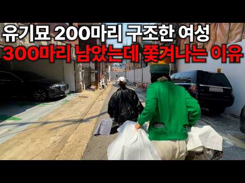 Thumbnail from the recent Banryeo Dongmu YouTube feature on YongsanCats