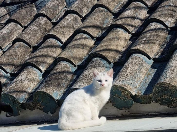A white cat sitting on a rooftop near the redevelopment area