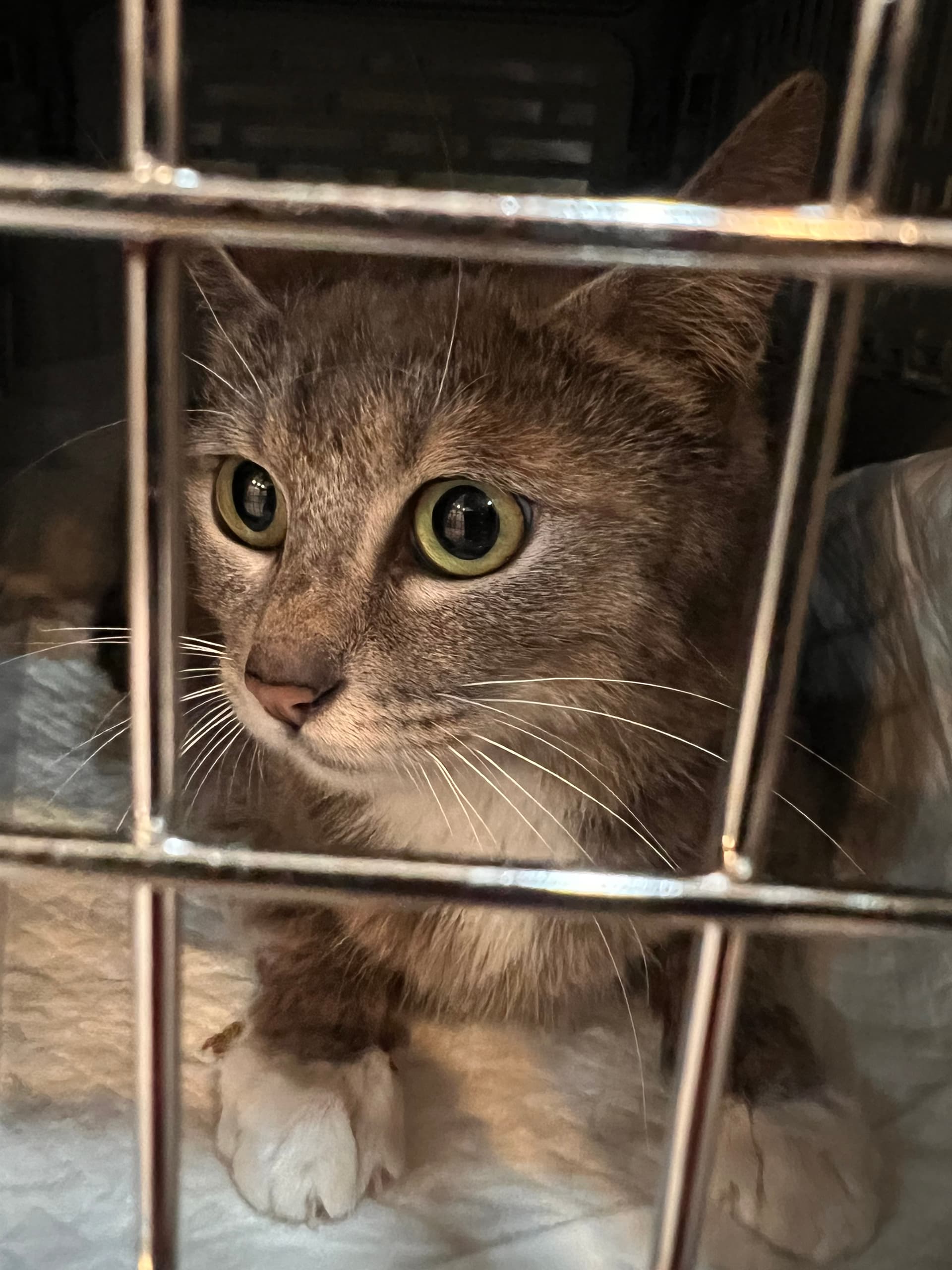 Blessing profile image