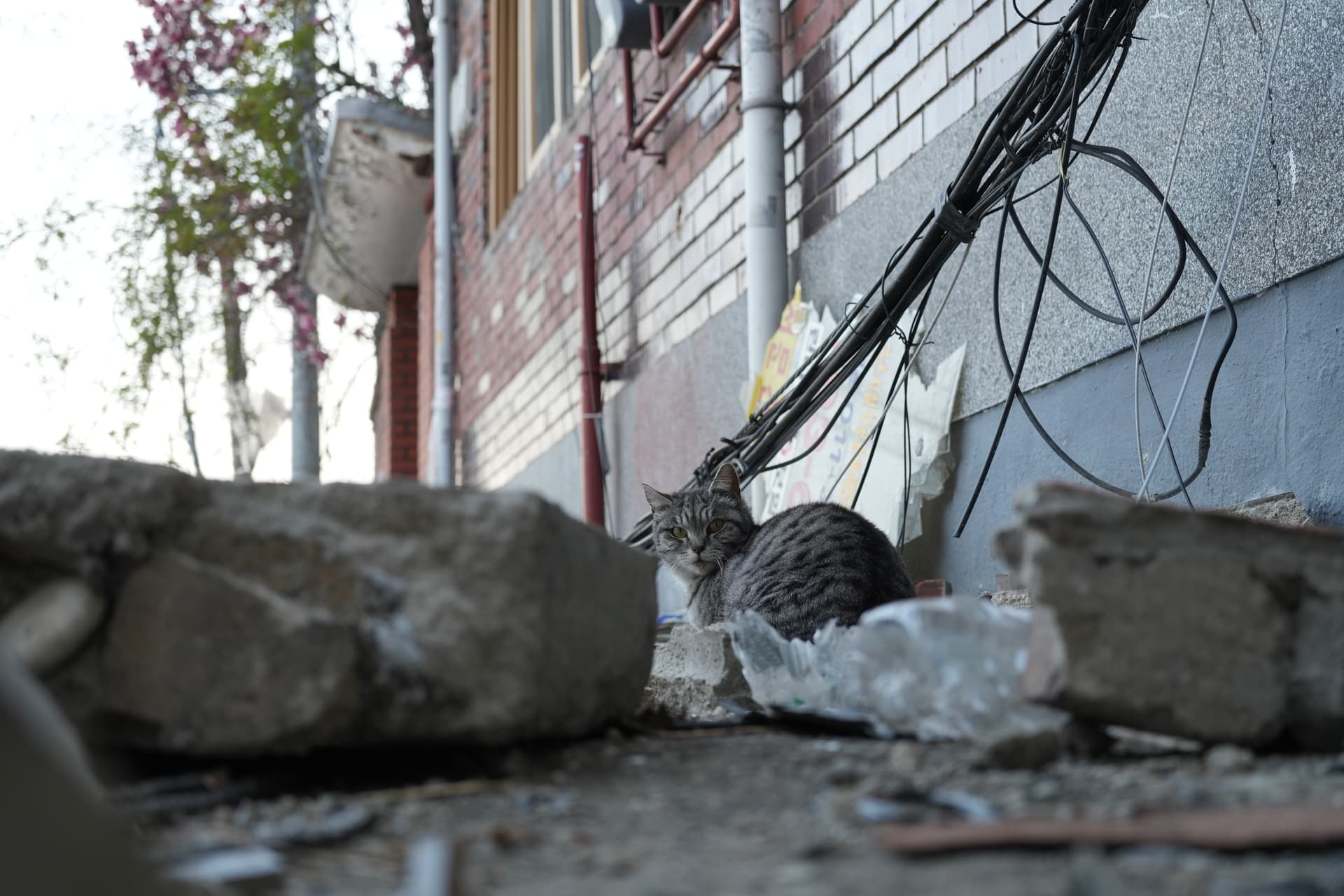 V- Pregnant with 4-5 kittens profile image