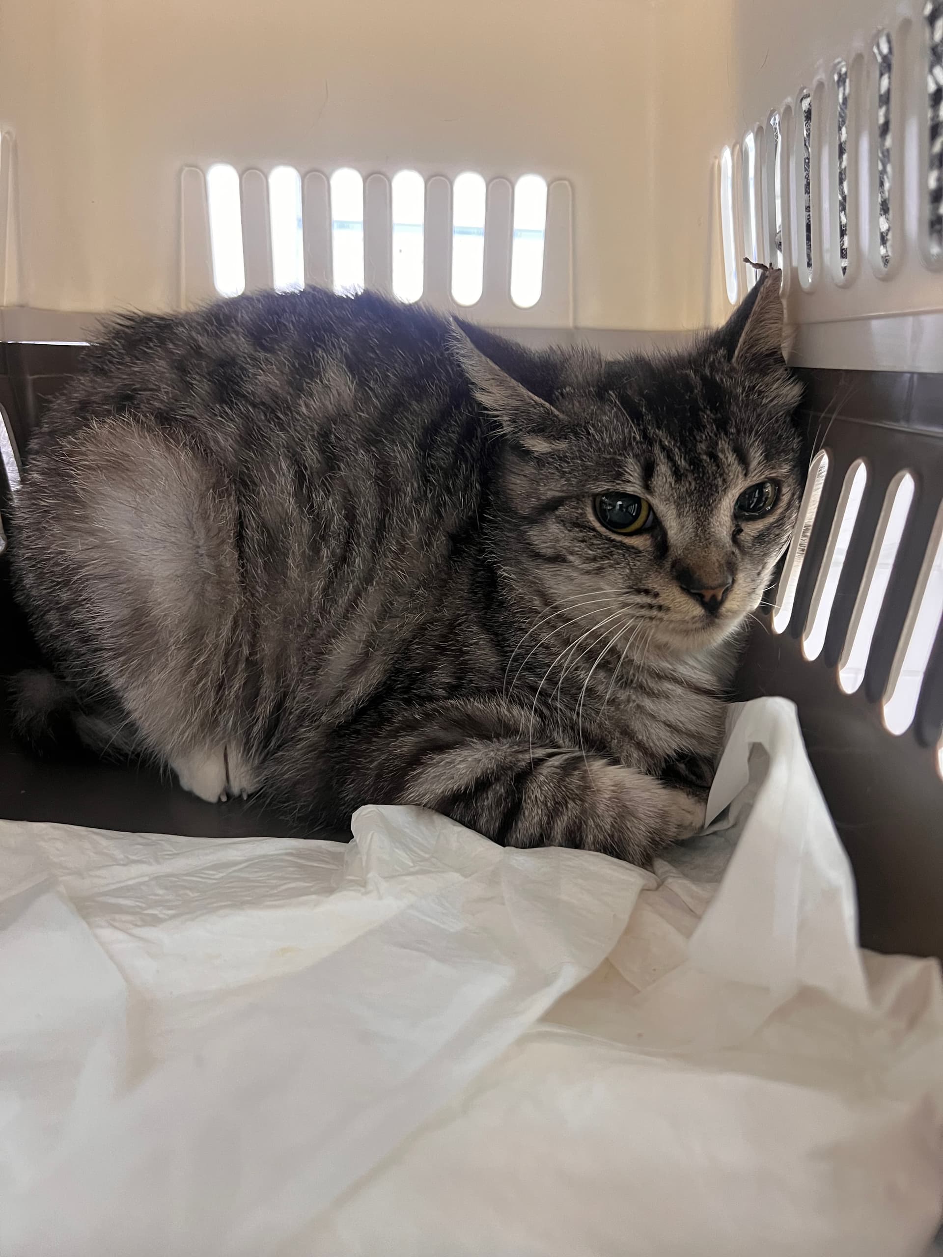 Jungkook profile image