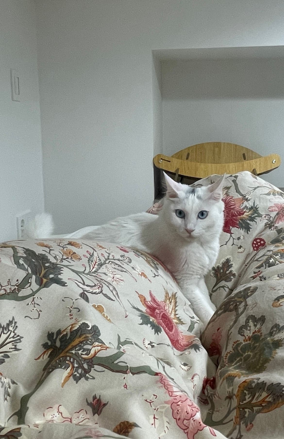 Kiwi & Busan Papa profile image