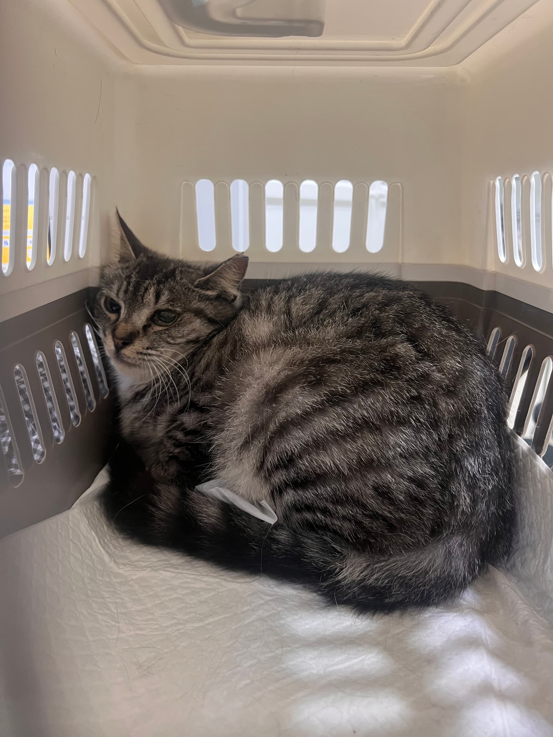 Jungkook rescue photo