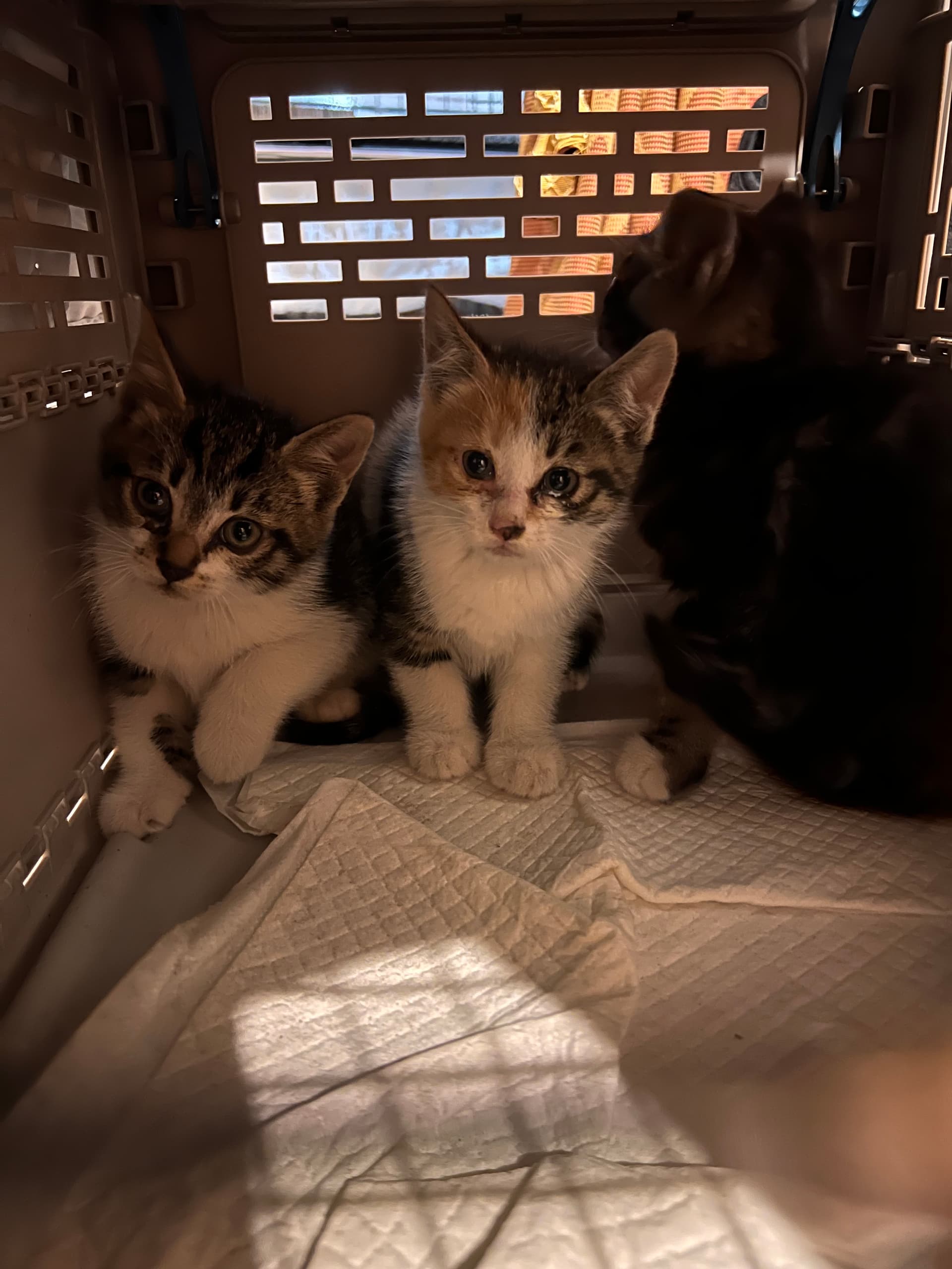 Jupiter & Pluto profile image