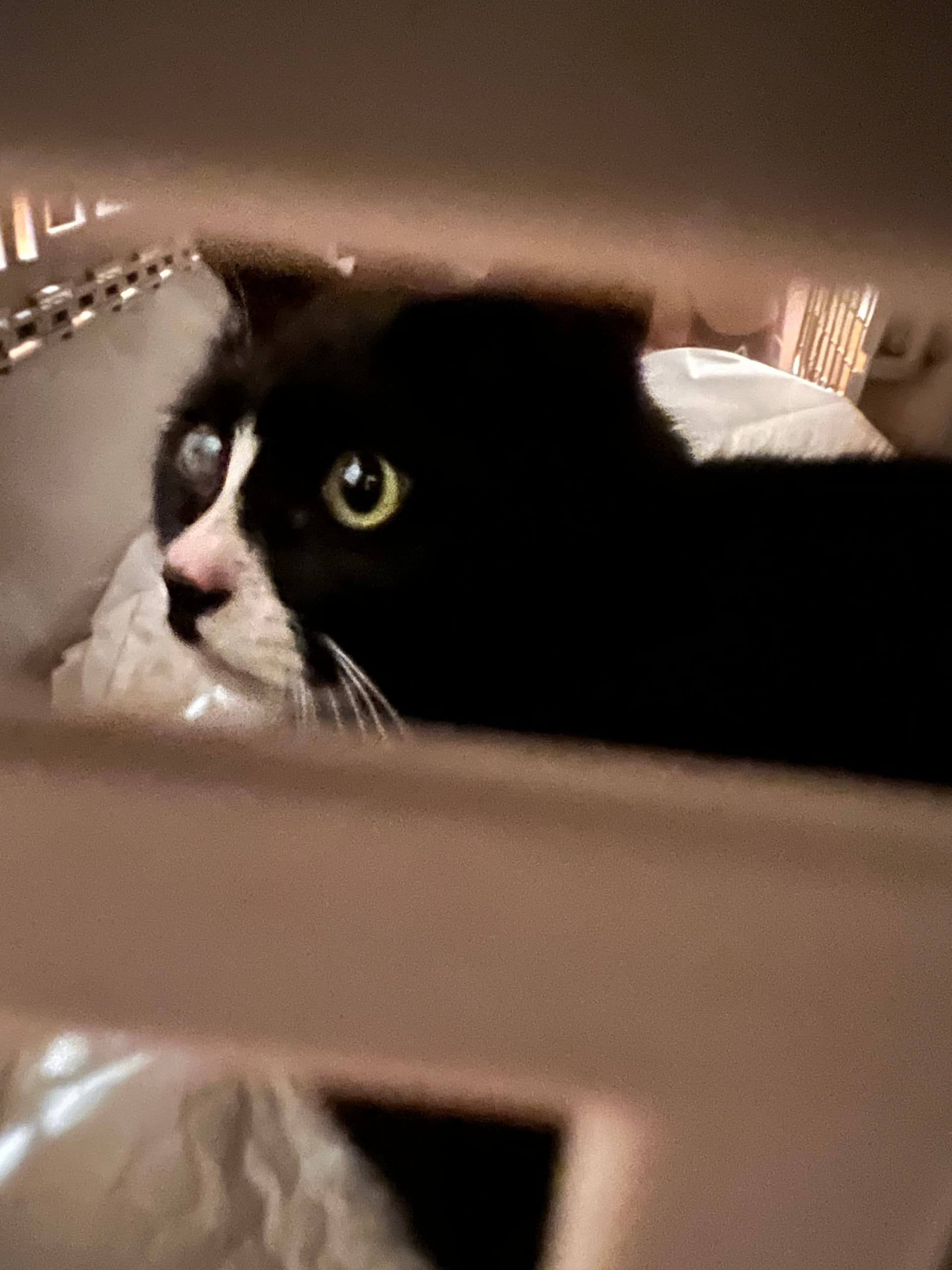 Suga w. '4-5 kittens' profile image