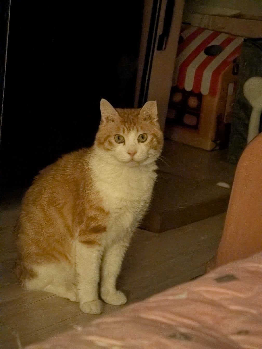 Squirrel rescue photo