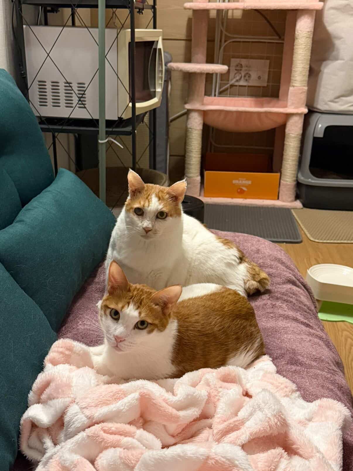 Caramel profile image