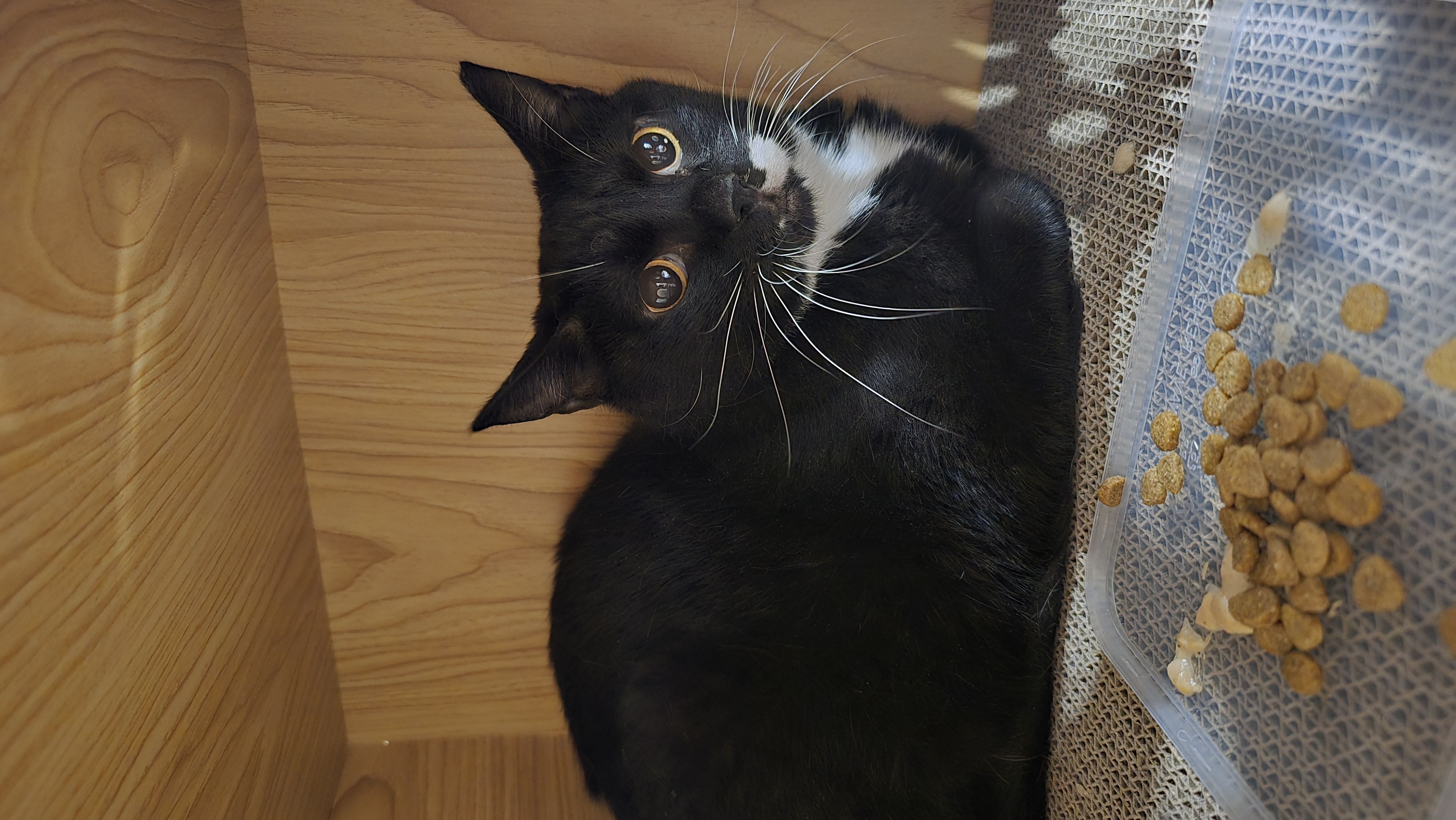 Jiji profile image