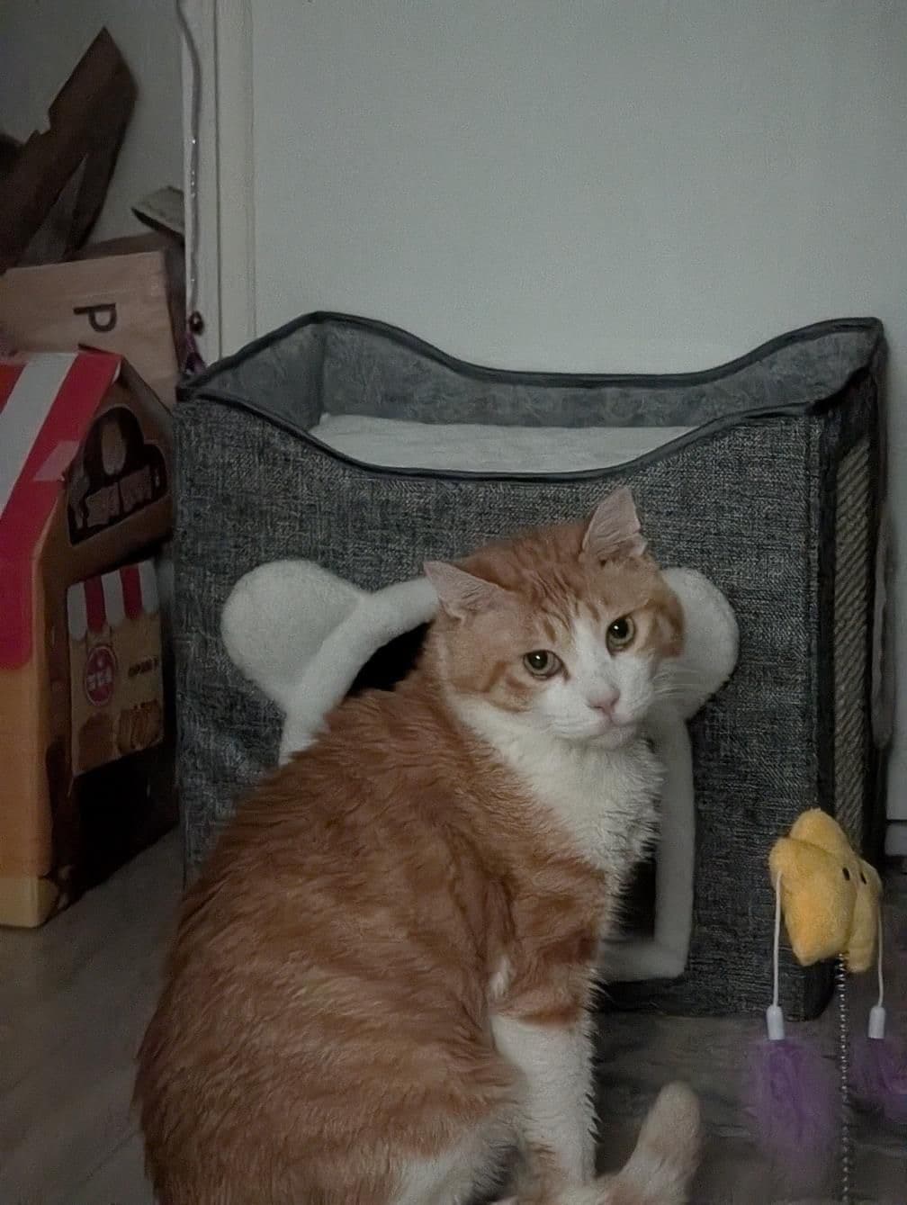 Squirrel rescue photo