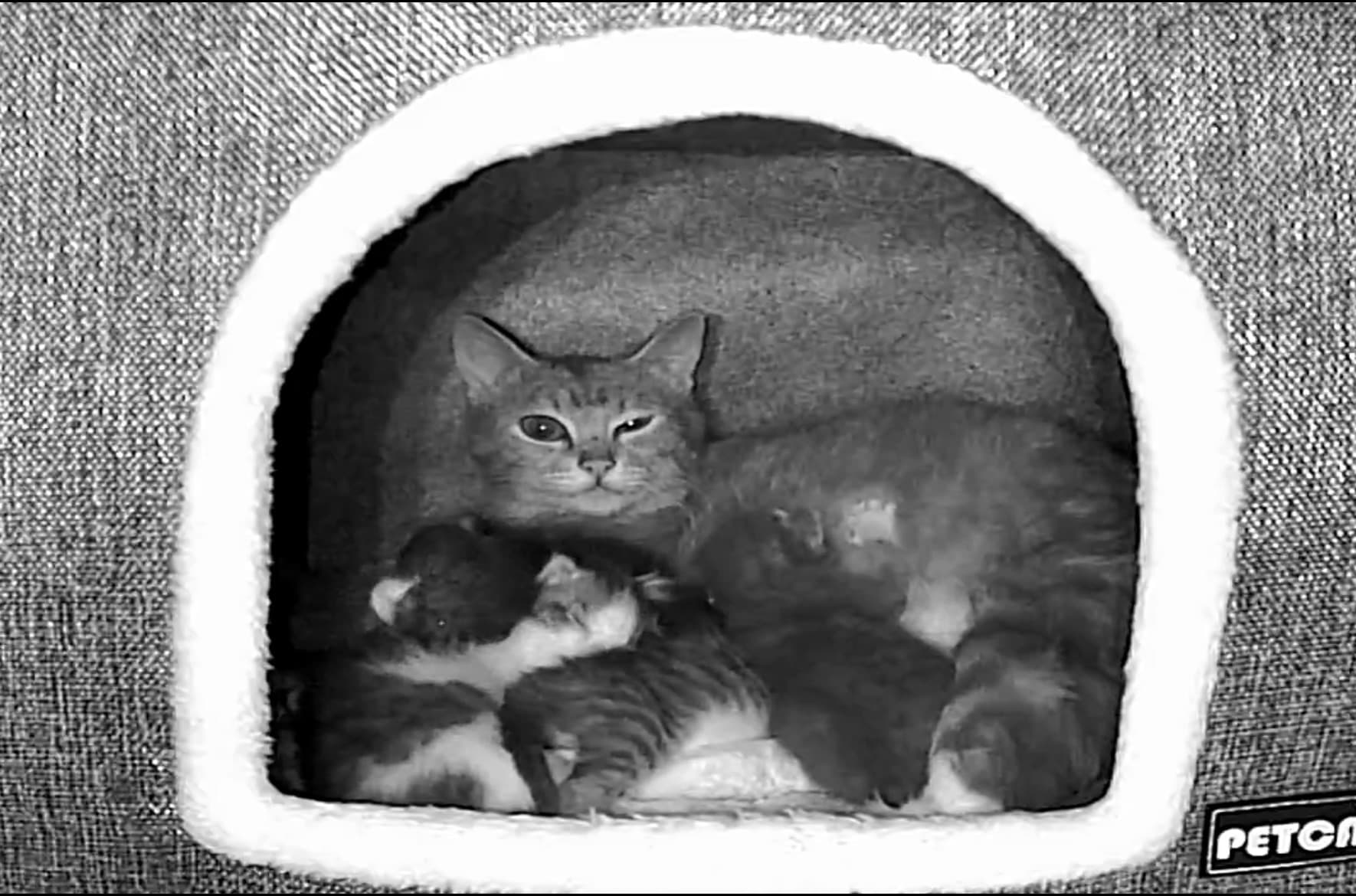 Blessing's 6 Kittens profile image