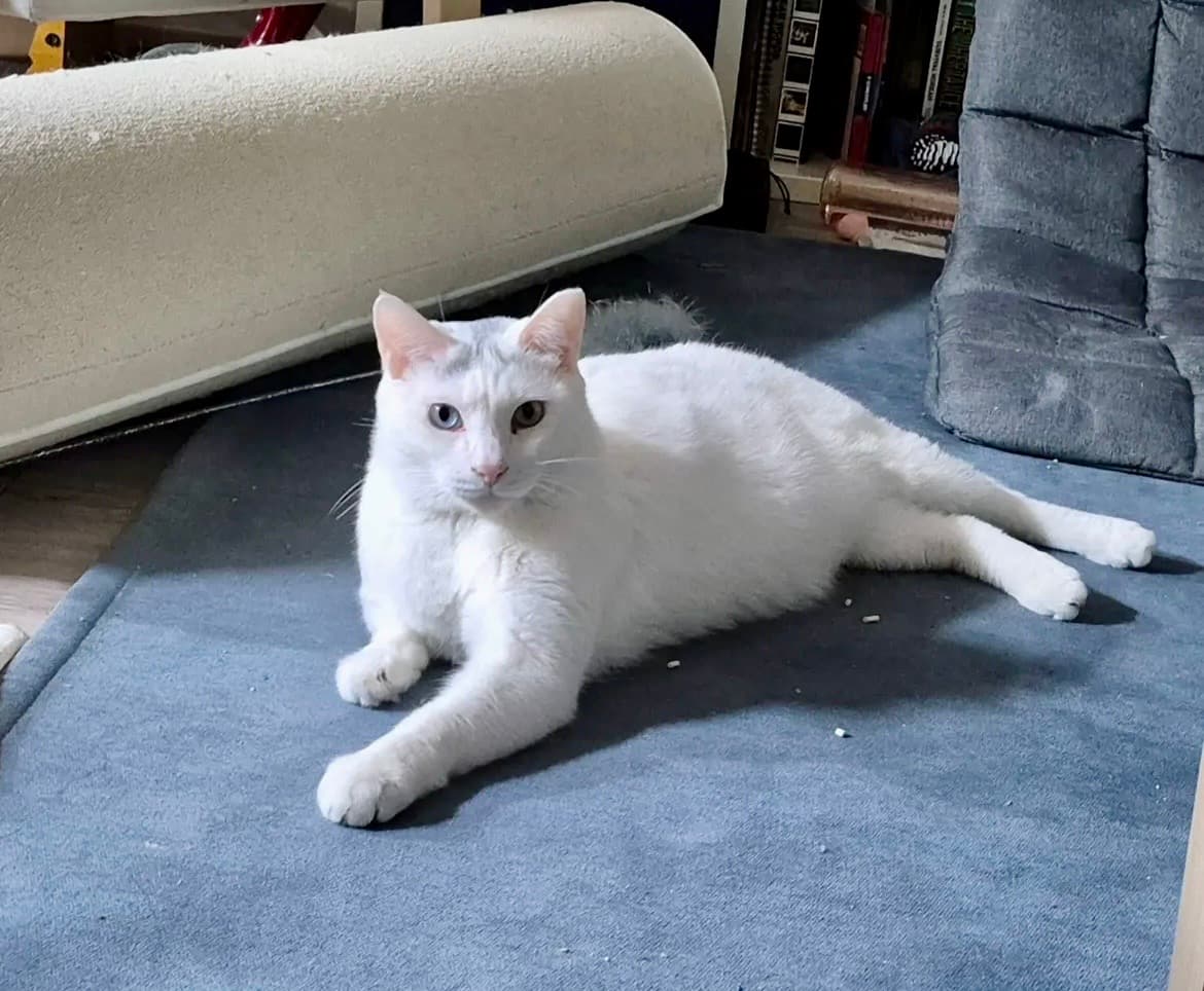 힐스테일 profile image