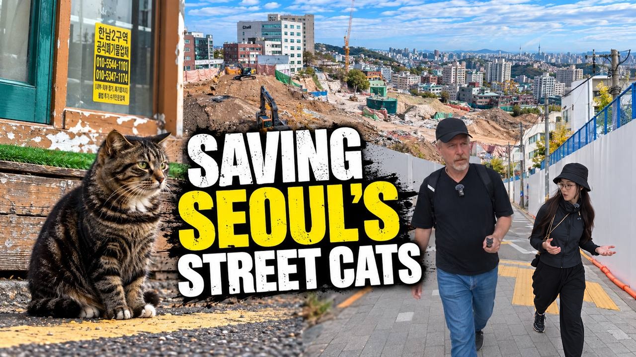 YongsanCats video feature by Mike from Korea